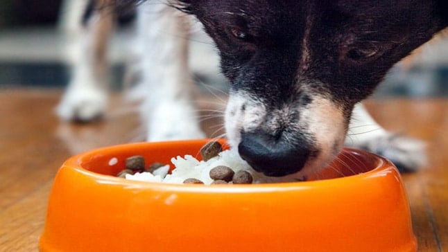 THREE KEY BENEFITS OF INCLUDING RICE IN YOUR DOG’S DIET