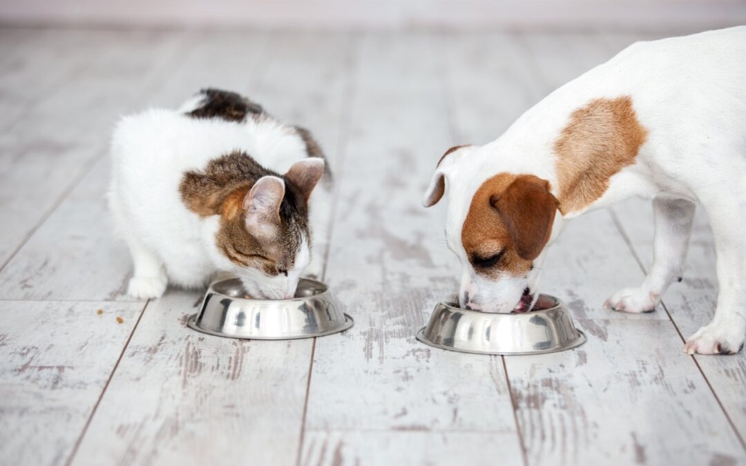 THE IMPORTANCE OF ANTIOXIDANTS IN PET FORMULAS
