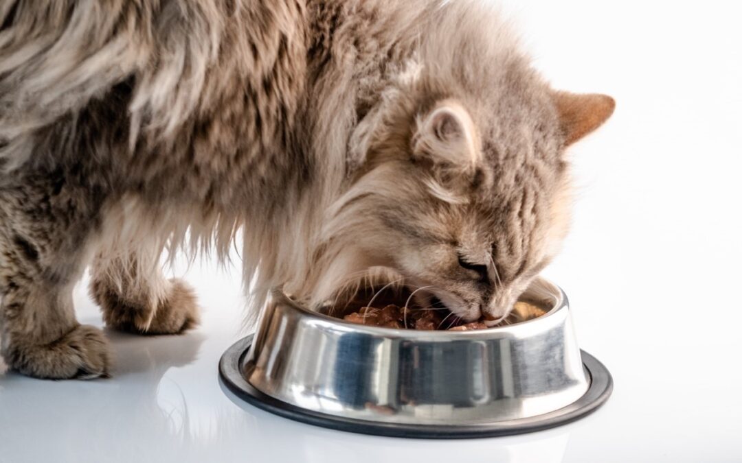CRITERIA FOR A COMPLETE, HEALTHY DIET FOR CATS