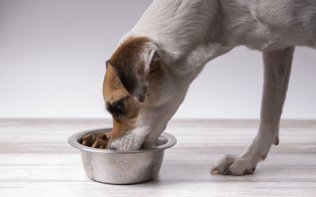 THE IMPORTANCE OF OILS IN PET FOOD