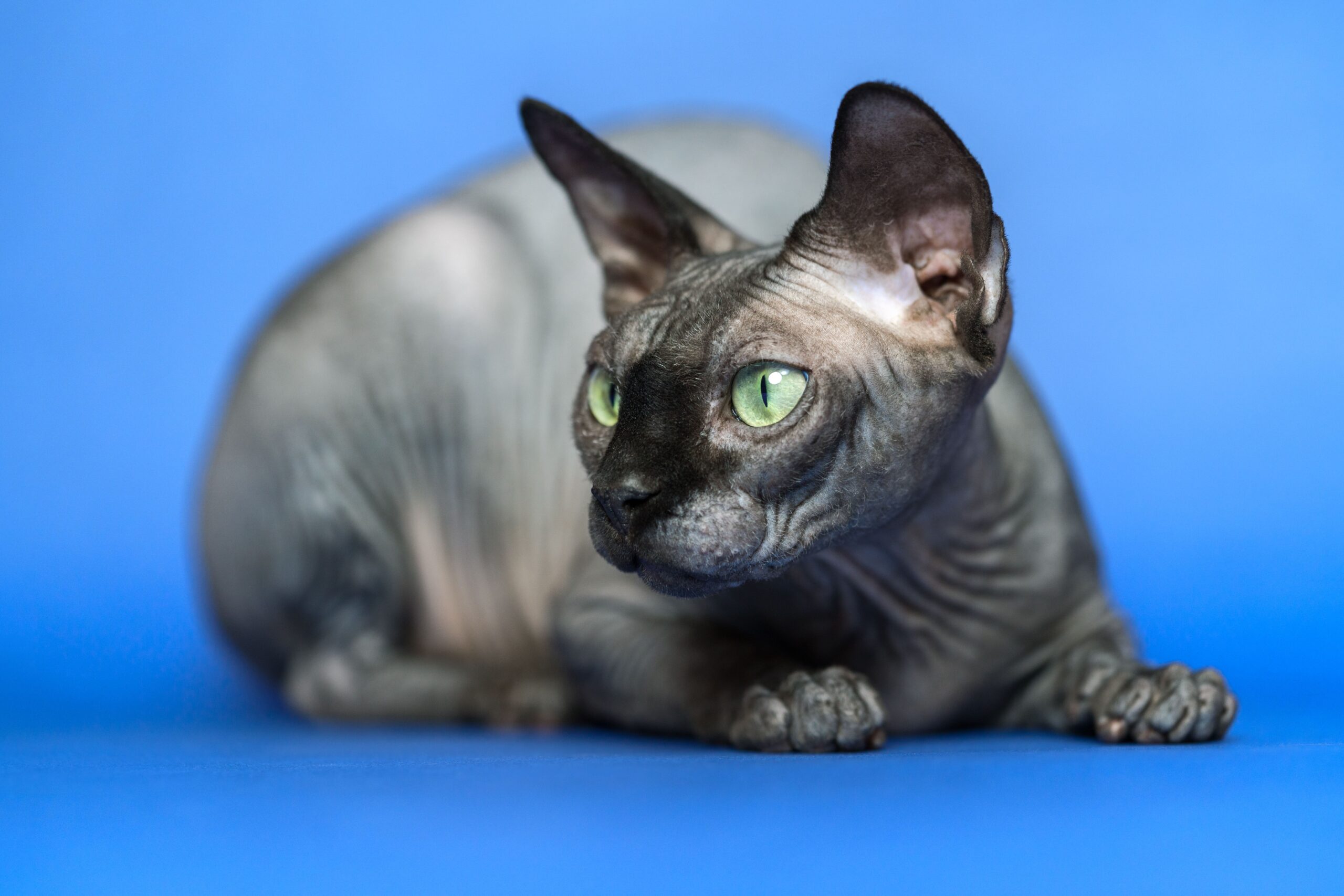 Five exotic cat breeds you may never have heard of