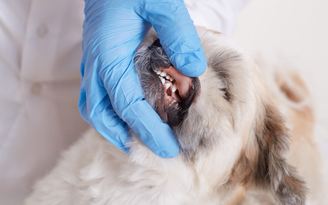 Maloclusión dental en perros