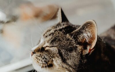 SYMPTOMS AND CAUSES OF CAT ALLERGIES