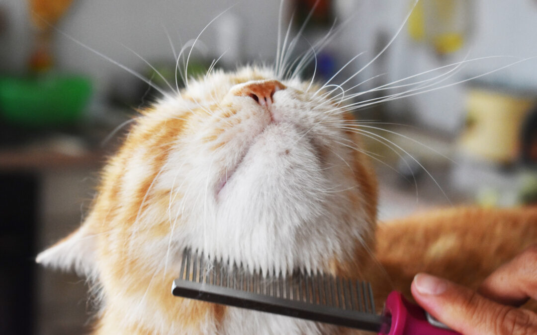 WHY IT’S IMPORTANT TO GROOM YOUR CAT