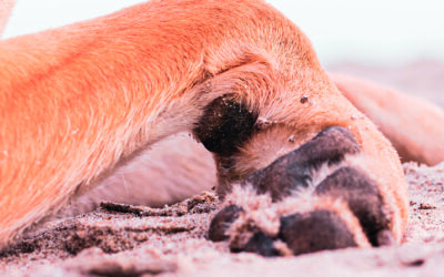 ¿HOW TO CARE FOR YOUR DOG`S PADS?