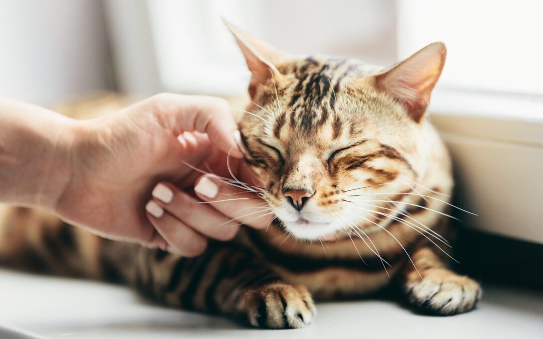 4 FUN FACTS ABOUT PURRING IN CATS