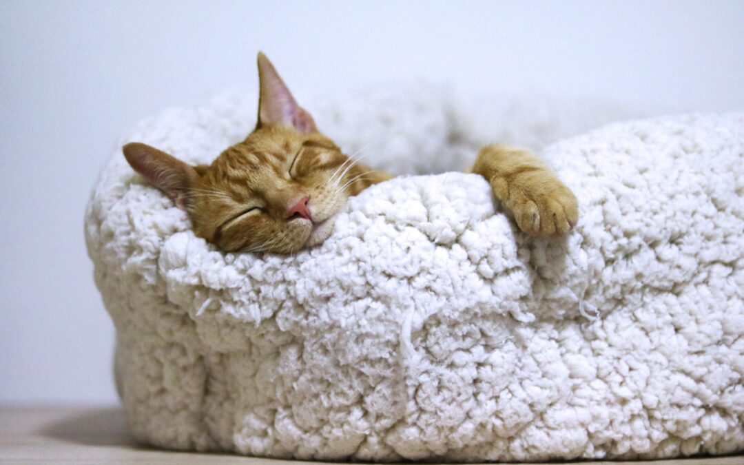 HOW DO CATS SLEEP?