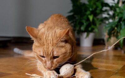 THE BEST GAMES FOR CATS