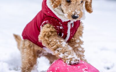 HOW TO PROTECT YOUR DOG AGAINST THE COLD