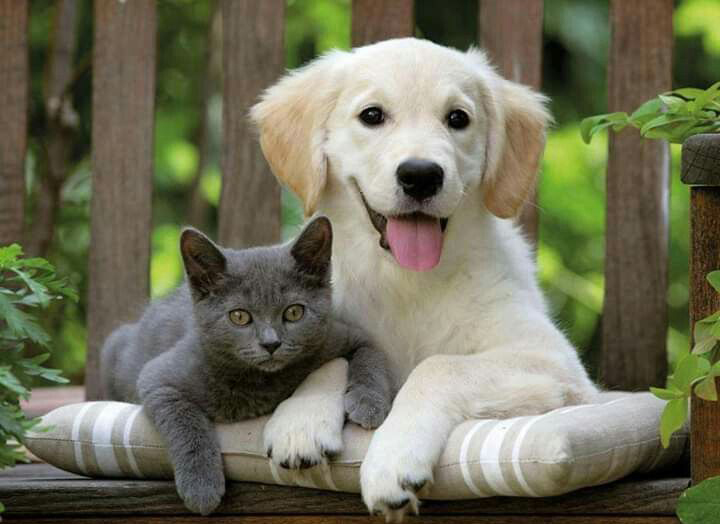 Fun facts about puppies and kittens