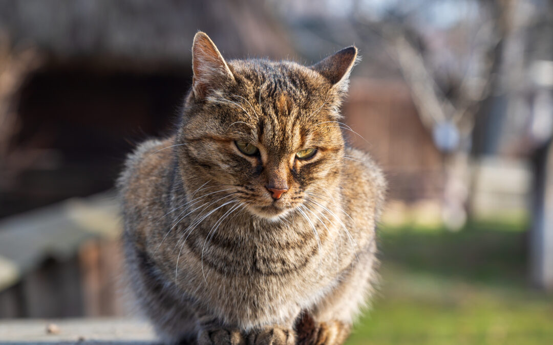 looking-after-senior-cats