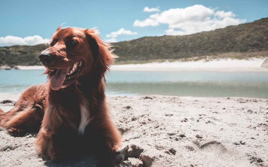 cuidar a tu perro en un día de playa